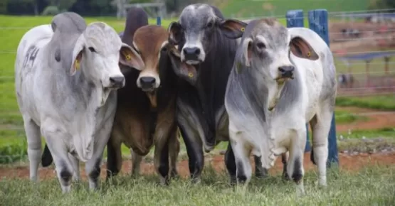 Boas vendas de carne bovina aquecem o mercado brasileiro do boi gordo