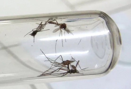 Assembleia de Minas reforça luta contra o Aedes aegypti