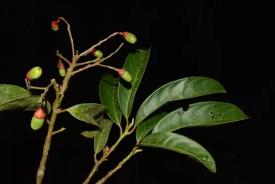 Nova espécie de árvore é descoberta no Monumento Natural Serra das Torres