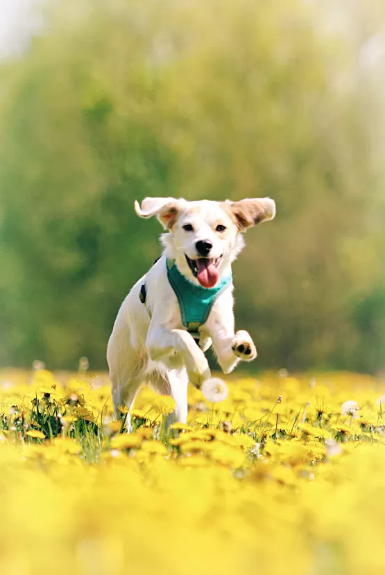 Sabia que pulgas podem transmitir doenças parasitárias aos pets?