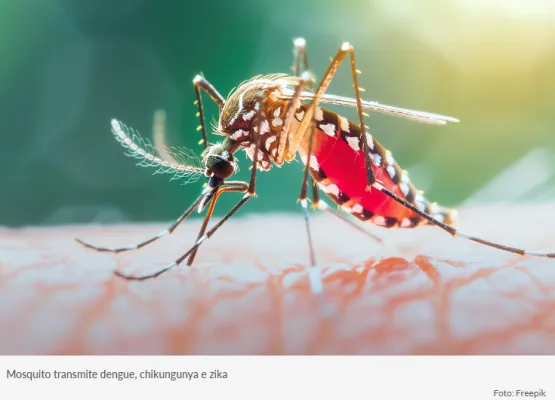Dengue matou uma pessoa a cada sete horas em Minas, e número de casos cresce 4 vezes em 2024 frente a 2023