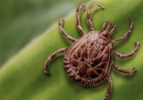 Minas registra 04 mortes por febre maculosa em 2025