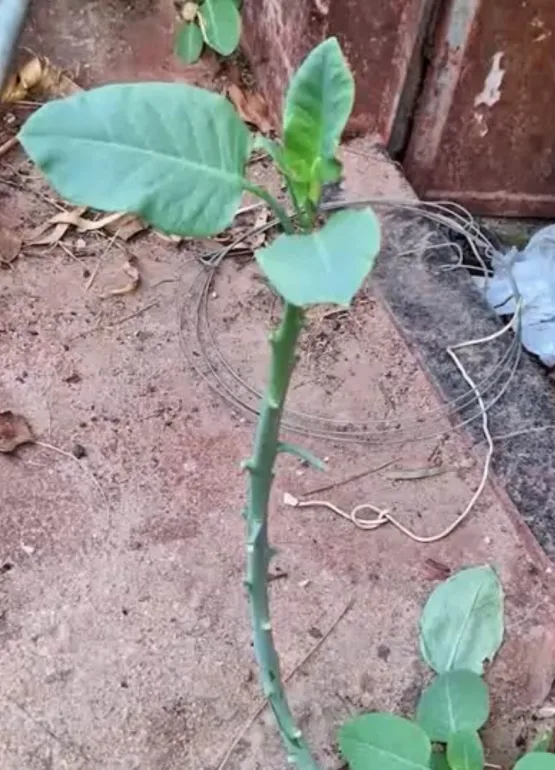 Família confunde planta com couve e quatro pessoas são internadas em estado grave em Patrocínio