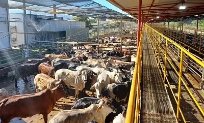 Nanuque  recebe a quinta etapa nacional do Circuito Nelore de Qualidade 2026