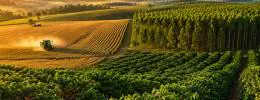 Agro é artilheiro da economia de Minas