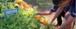 Agro na Escola une educação e prática no campo em Belo Oriente