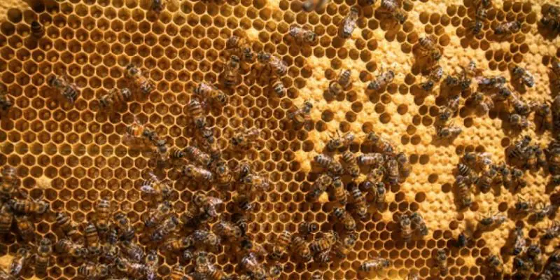 Apicultura ganha novo curso de capacitação do Senar Minas