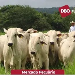 Arroba do boi gordo segue fortalecida, com estabilidade nas principais praças brasileiras