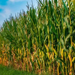 Atenção ao pulgão-do-milho, que pode reduzir produtividade em até 60%
