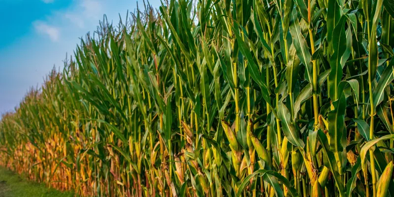 Atenção ao pulgão-do-milho, que pode reduzir produtividade em até 60%