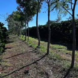 Cooperativa vende crédito de carbono