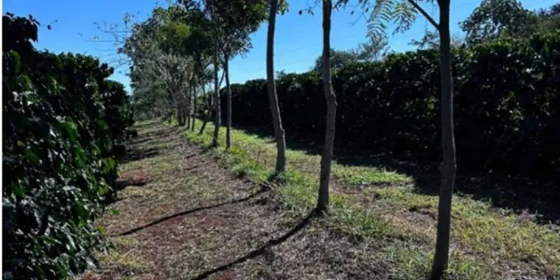 Cooperativa vende crédito de carbono