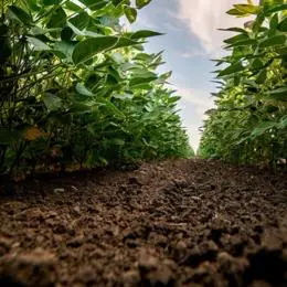 Crédito rural cai 5% em MG