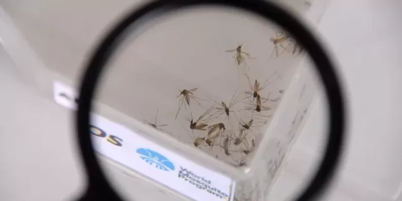 Dengue, zika e chikungunya: não dá pra contar com a sorte