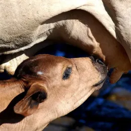 Escassez de bezerros impulsiona preços e acelera ciclo prolongado de alta na pecuária