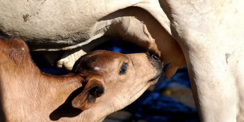 Escassez de bezerros impulsiona preços e acelera ciclo prolongado de alta na pecuária