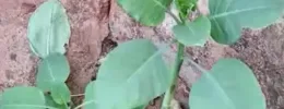 Família confunde planta com couve e quatro pessoas são internadas em estado grave em Patrocínio
