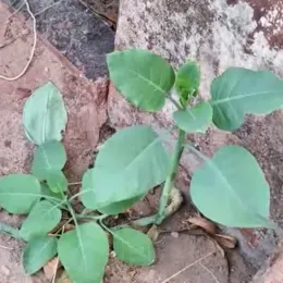 Família confunde planta com couve e quatro pessoas são internadas em estado grave em Patrocínio