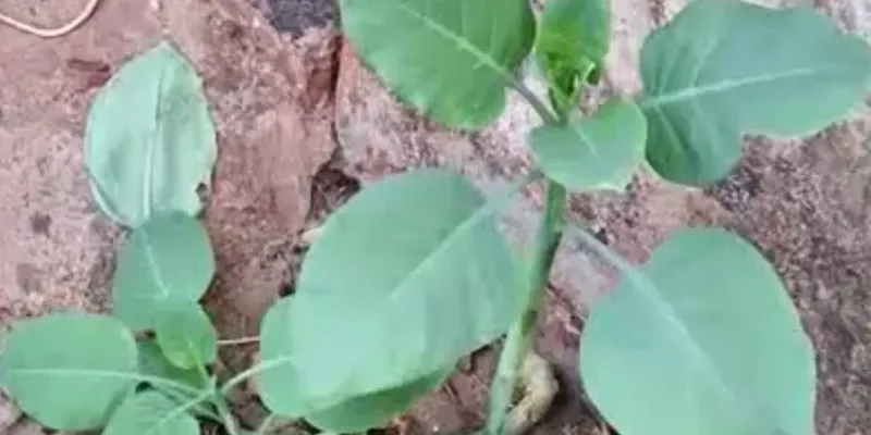 Família confunde planta com couve e quatro pessoas são internadas em estado grave em Patrocínio