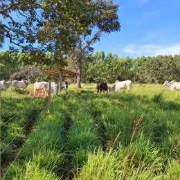 Forrageiras mostram alto desempenho no semiárido