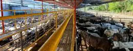 Frigorífico mineiro reabilitado para a China