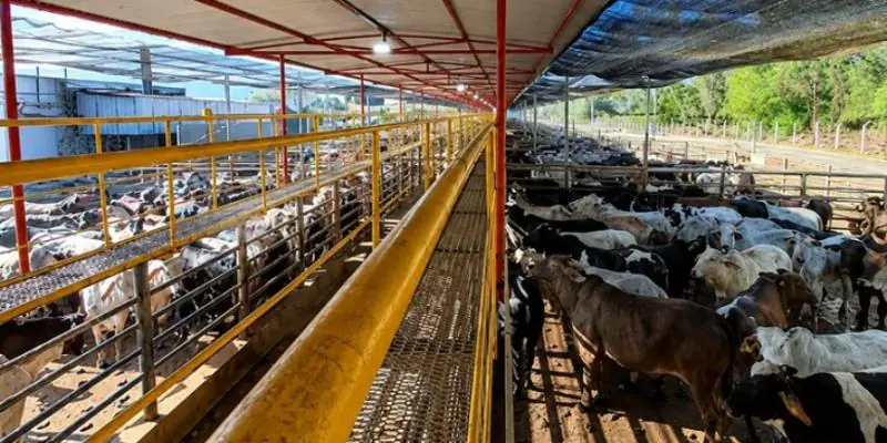 Frigorífico mineiro reabilitado para a China