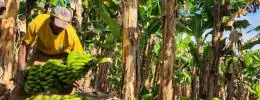 Fruticultura avança em Minas Gerais