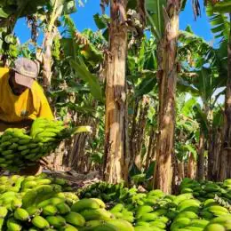 Fruticultura avança em Minas Gerais