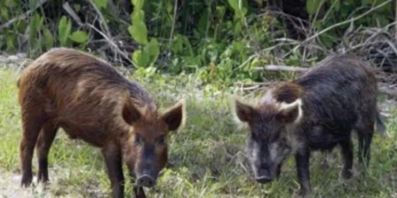 Lei autoriza controle populacional do javali&europeu
