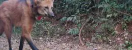 Lobos do Caraça adaptados aos visitantes