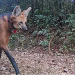 Lobos do Caraça adaptados aos visitantes