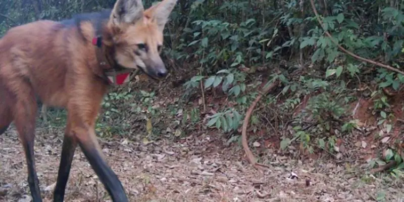 Lobos do Caraça adaptados aos visitantes