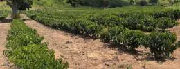 Minas Gerais amplia produção de café conilon e fortalece diversificação no campo