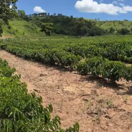 Minas Gerais amplia produção de café conilon e fortalece diversificação no campo