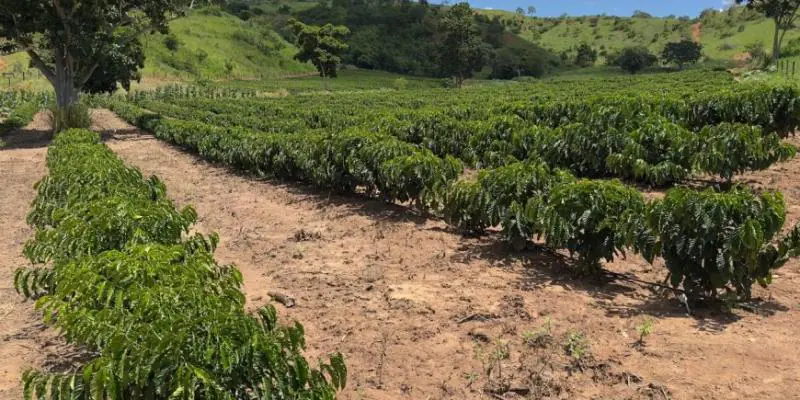Minas Gerais amplia produção de café conilon e fortalece diversificação no campo