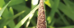 Minas registra 04 mortes por febre maculosa em 2025