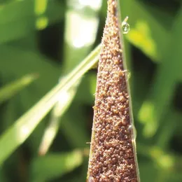 Minas registra 04 mortes por febre maculosa em 2025
