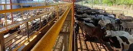 Nanuque  recebe a quinta etapa nacional do Circuito Nelore de Qualidade 2026