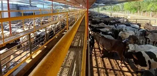 Nanuque  recebe a quinta etapa nacional do Circuito Nelore de Qualidade 2026