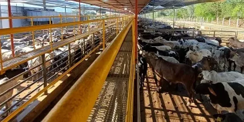Nanuque  recebe a quinta etapa nacional do Circuito Nelore de Qualidade 2026