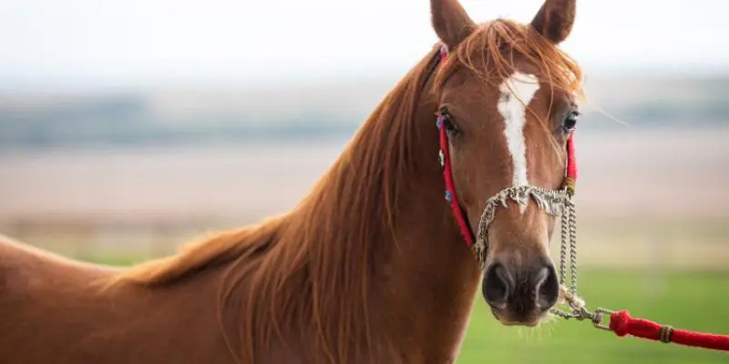 Passaporte equestre é oficializado em Minas Gerais