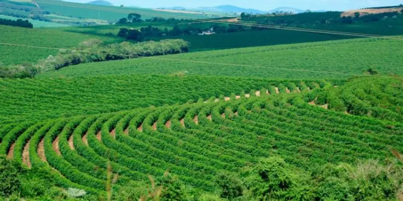 Pesquisa do Sistema Faemg Senar aponta impactos climáticos na cafeicultura mineira