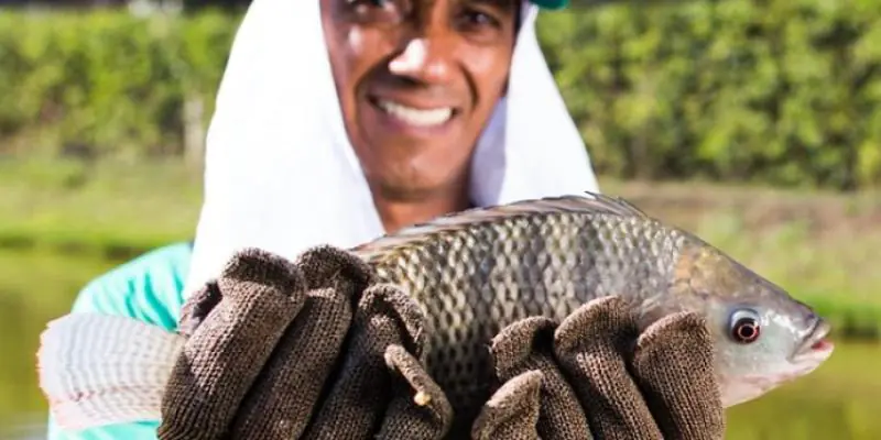 Piscicultura mineira preparada para a Semana Santa