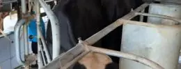 Potência leiteira enfrenta saída de produtores