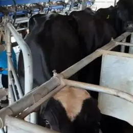 Potência leiteira enfrenta saída de produtores