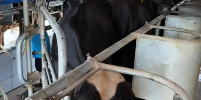 Potência leiteira enfrenta saída de produtores