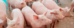 Preço do suíno cai 32% em Minas