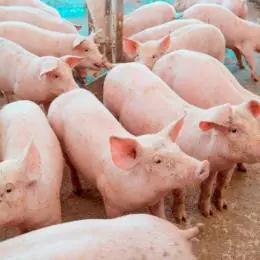 Preço do suíno cai 32% em Minas
