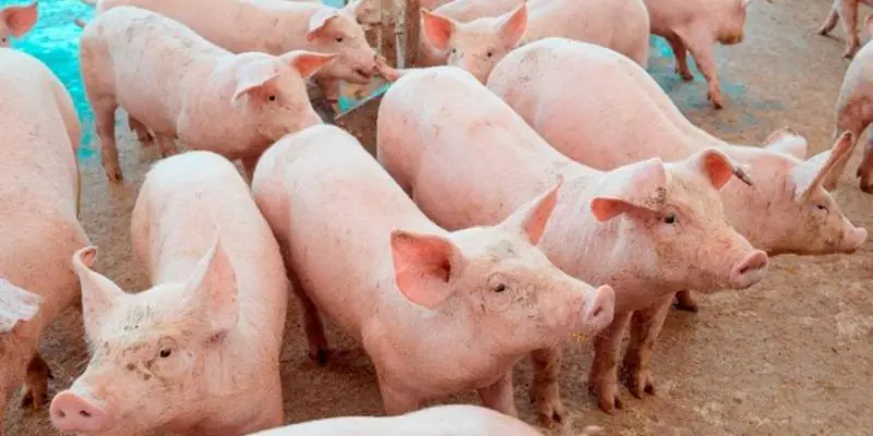 Preço do suíno cai 32% em Minas