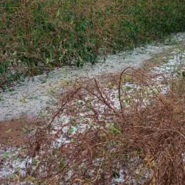 Prejuízos por chuva e granizo: veja o que o produtor deve fazer para comprovar perdas